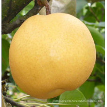 fresh Fengshui pear 2011